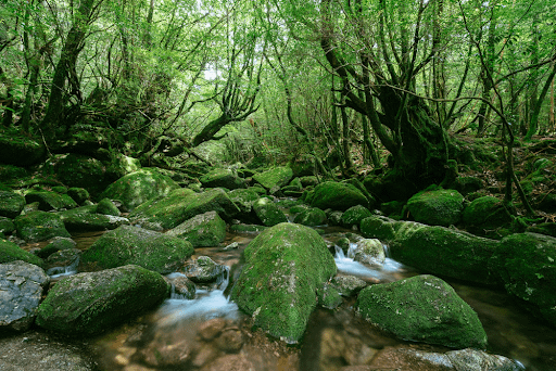 Yakushima (Island) National Park in Japan