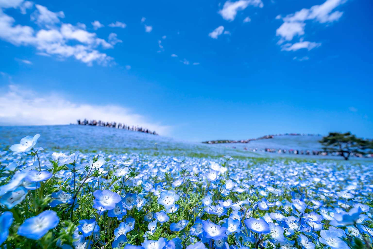 Ibaraki Guide Things To Do & Jobs For Foreigners History & Fruit