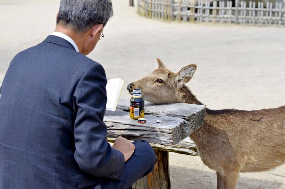 A Japanese businessman with a book being bothered by a deer