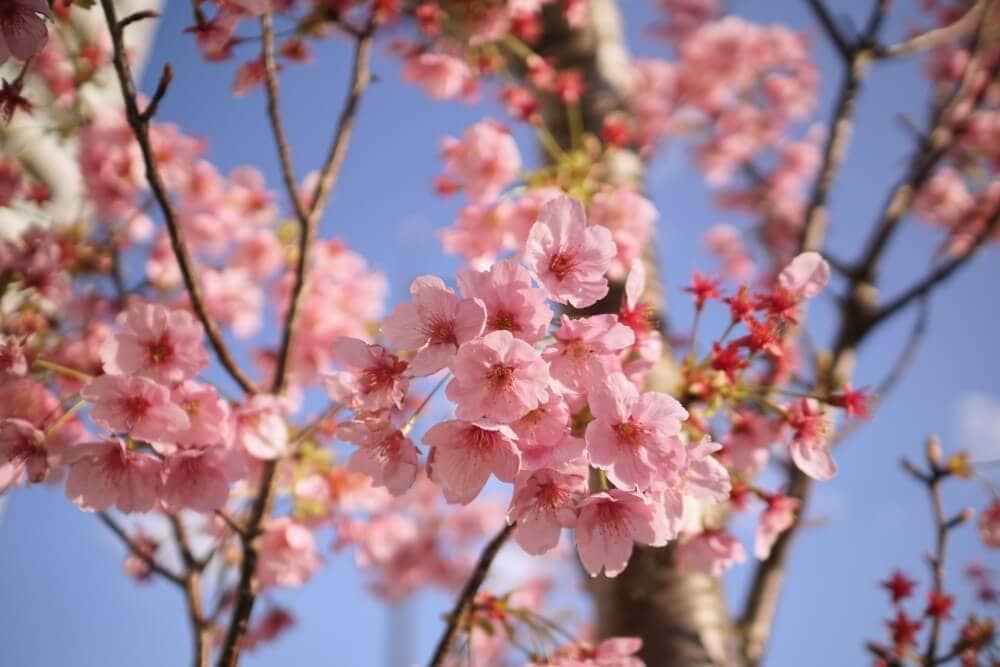 a close-up of cherry blossom on a branch