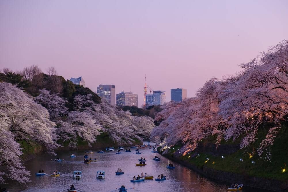 a river in Tokyo surrounded by cherry blossom trees