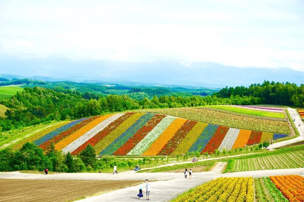 colourful fields of flowers in Hokkaido