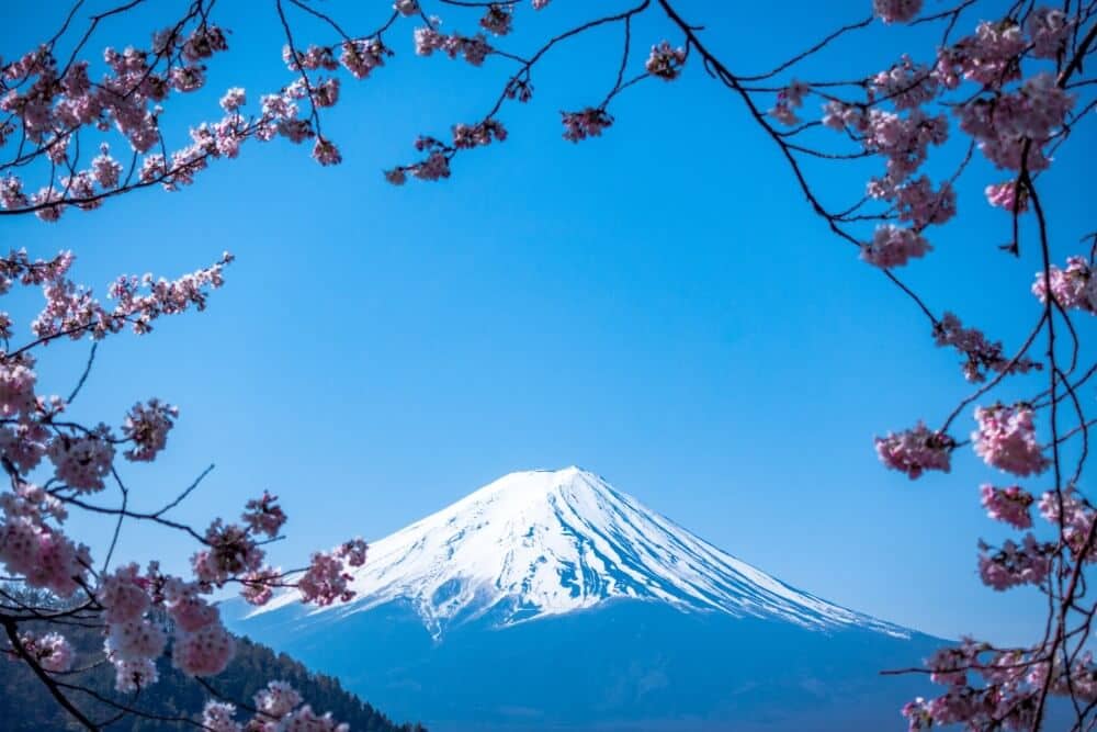 a mountain in Japan surrounded by cherry blossom