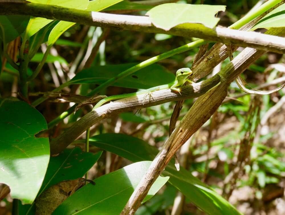 a green lizard sitting on a leaf