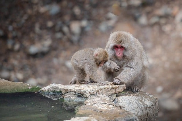 A parent and a baby snow monkey perching on the side of a Japanese natural hot spring.