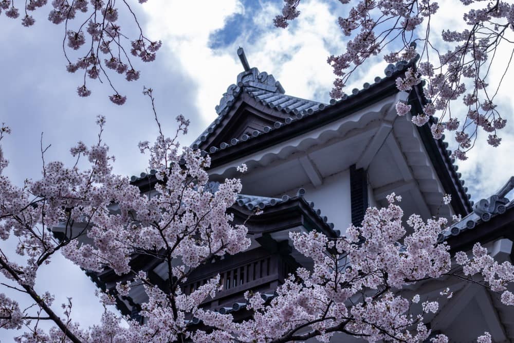 cherry blossom trees surrounding a Japanese roof