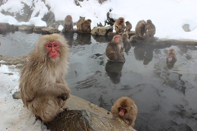 Japanese snow monkeys relaxing in a hot spring