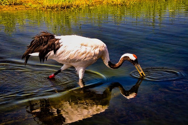 A red crowned crane taking a drink from a lake. 