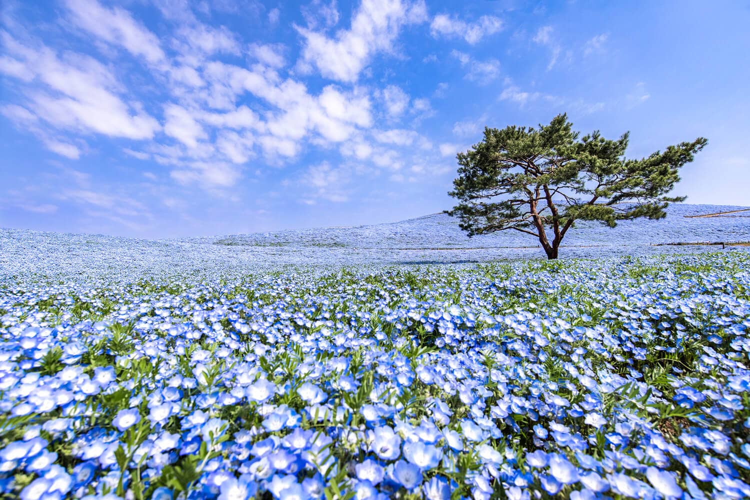 Field of blue flowers rolling over the hills as for as the eye can see