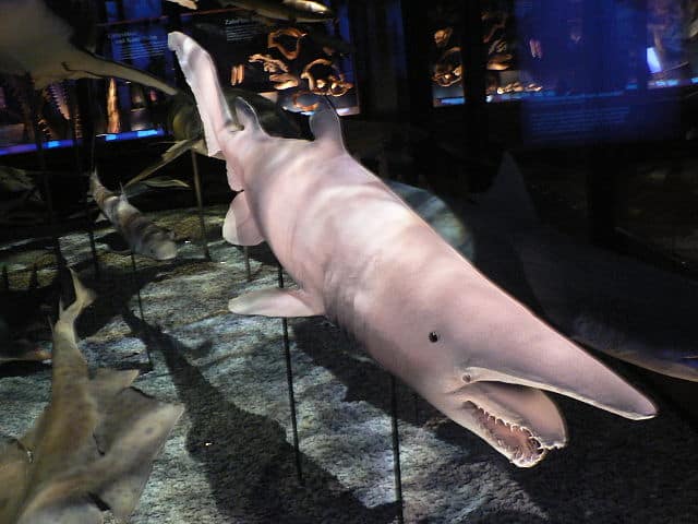 A goblin shark in a museum. 