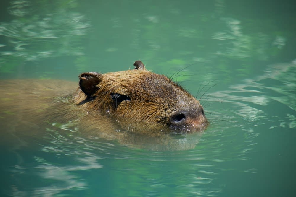 A Capybara bathes in a turquoise pool of water.