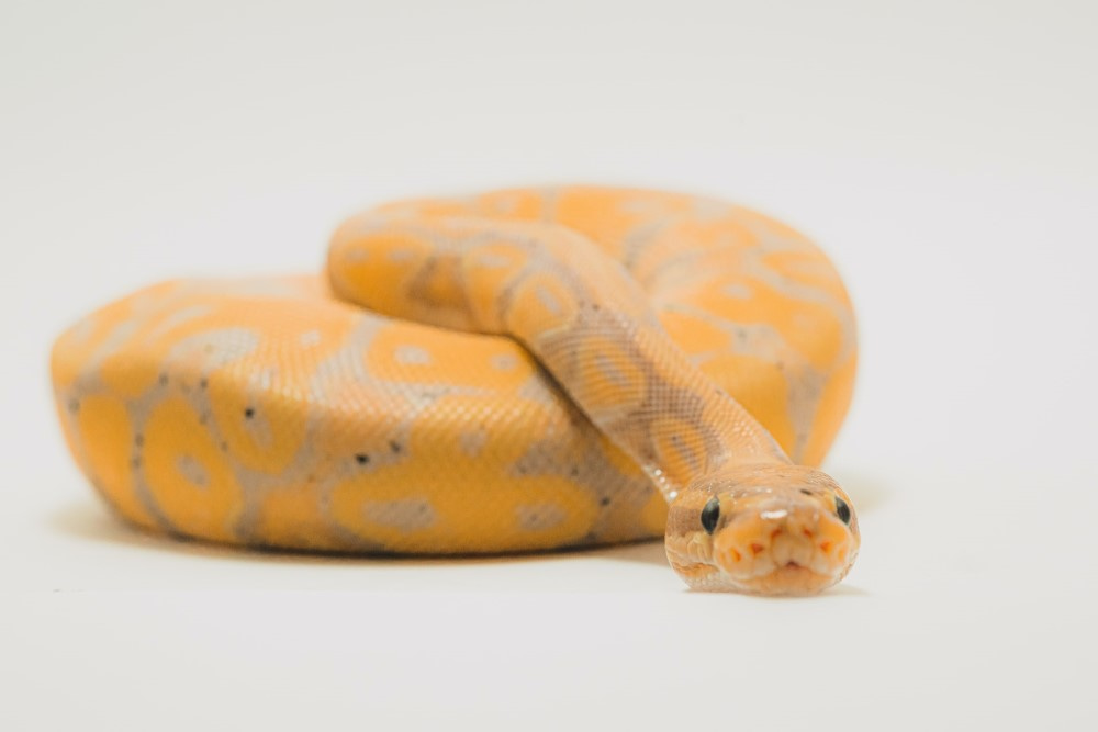 A cute banana Ball python slithers on a white background, showcasing its vibrant colors and unique pattern.