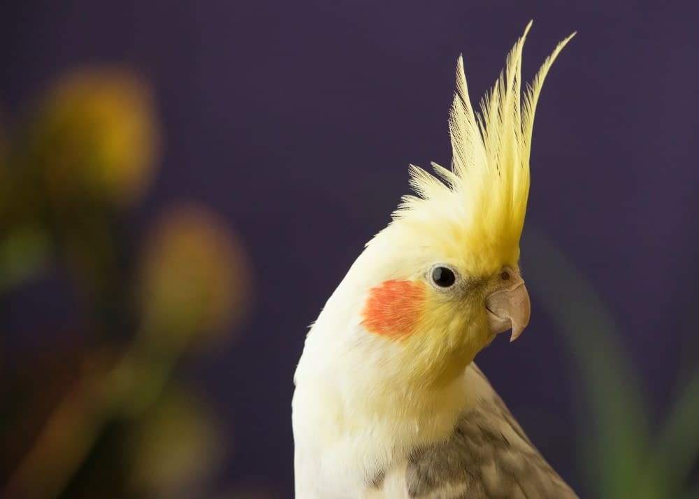 A powdery yellow shows off itshead feathers and rosy cheeks.
