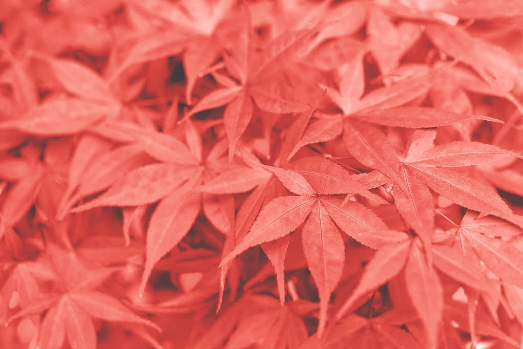 Red Japanese maple leaves also known as momiji or Acer palmatum