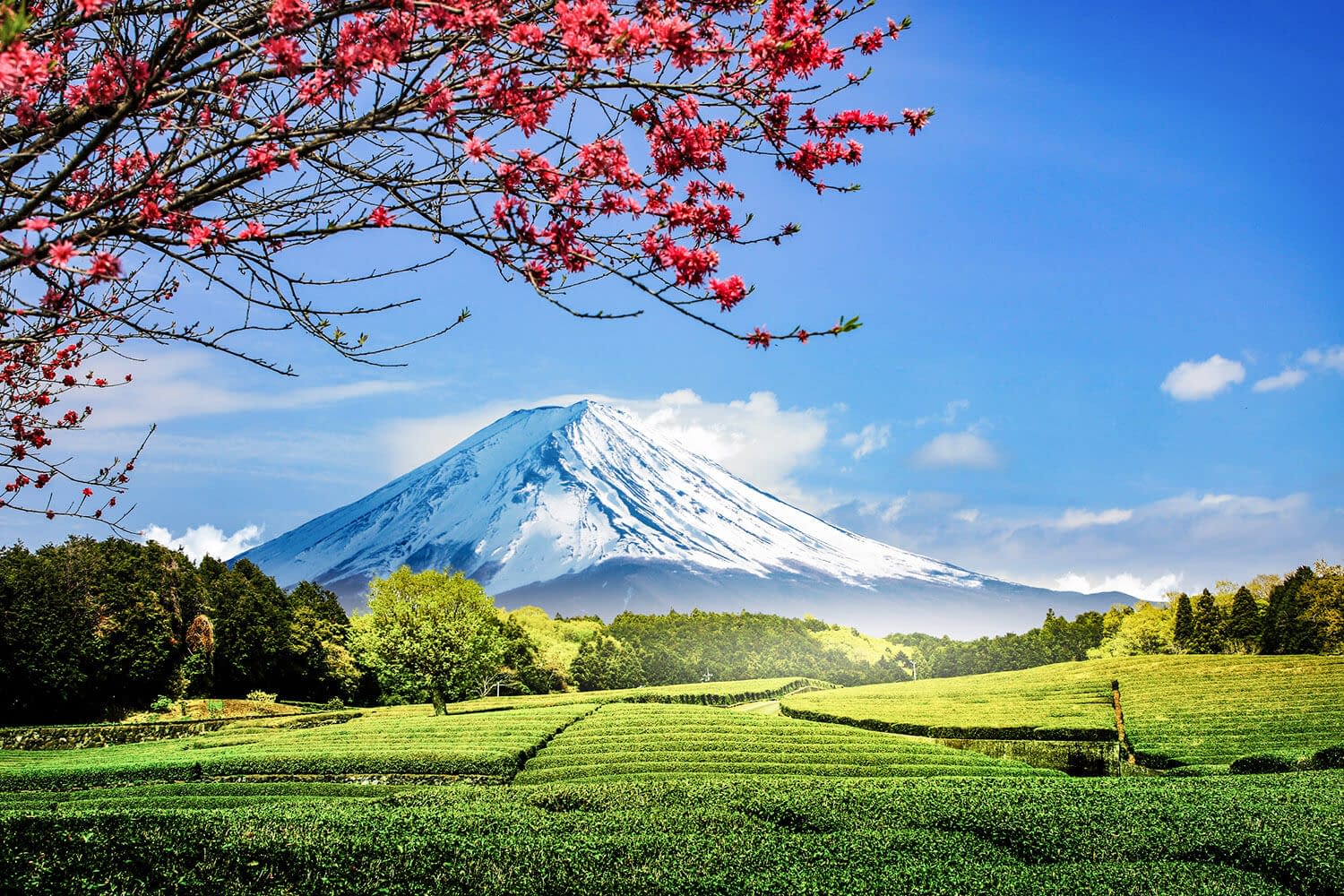 Mt. Fuji with beautiful green fields in the foreground