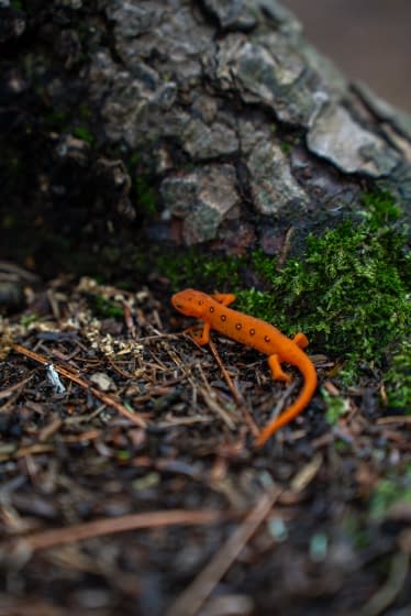 an orange newt crawling up the foot of a tree