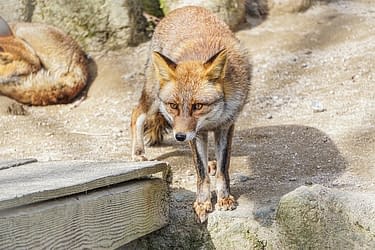 Native & Wild Animals that Live in Japan [Wildlife Guide] | Interac Network