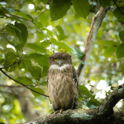 an owl perches on a tree branch surrounded by leaves
