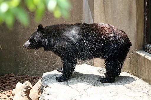 A black bear shaking water off its fur.