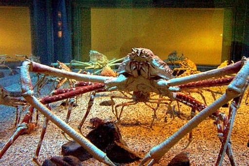 A giant spider crab walking around an aquarium.