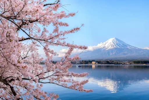 A view of snow-topped Mount Fuji, with a blue sky, cherry blossoms, and a lake visible.