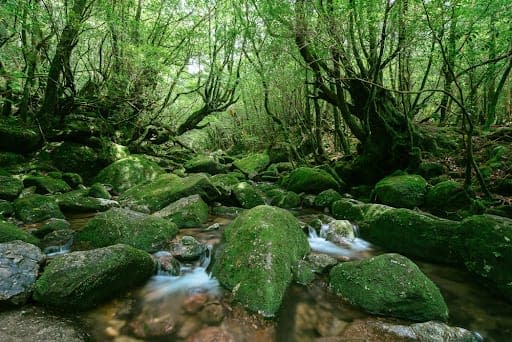 A forest and stream filled with mossy rocks in Yakushima (Island) National Park
