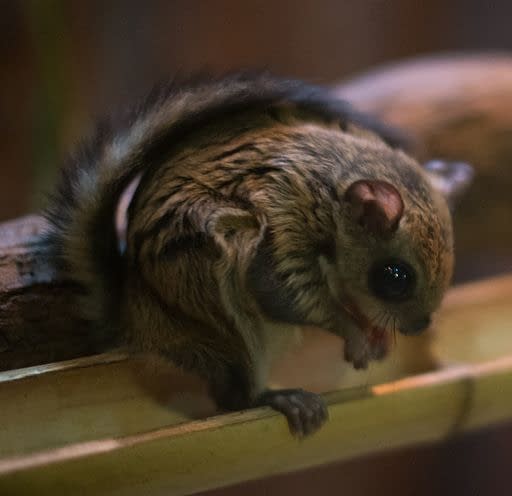 A Japanese dwarf flying squirrel perching on a tree branch.