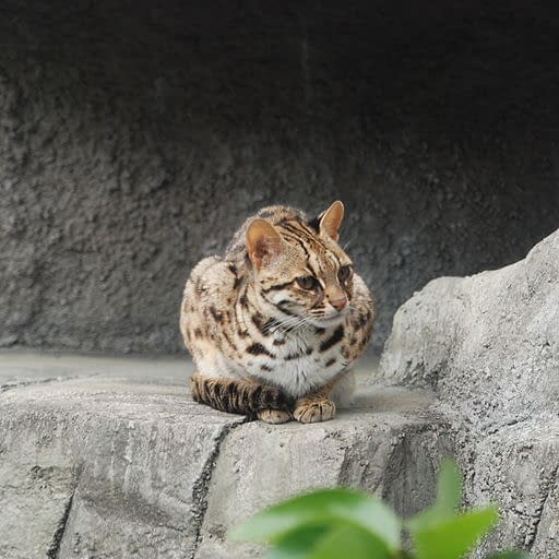 A leopard cat perching on a rock in a Japanese zoo. 