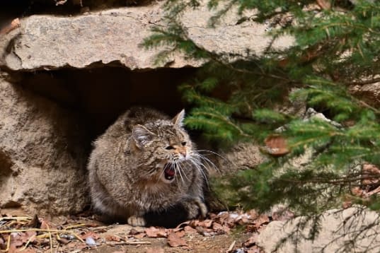a wild cat crowling under a rock, surrounded by trees