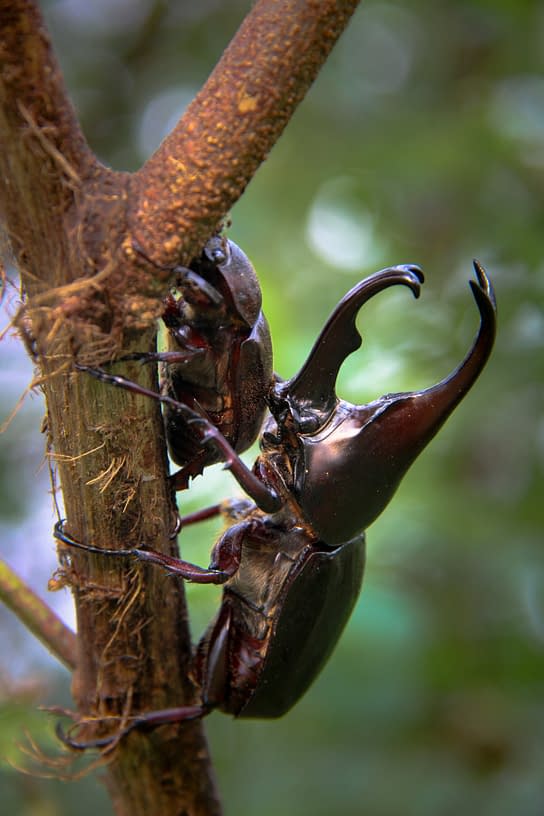 a horned beetle climbing a tree branch