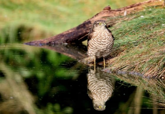 a sparrowhawk bird standing next to a body of water