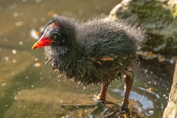 a rail bird in a muddy pool of water