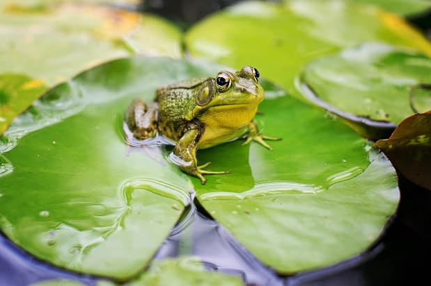 a frog perched on a lilypad in water