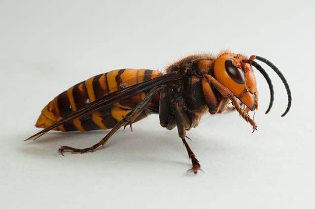 An Asian Giant Hornet against a white background.