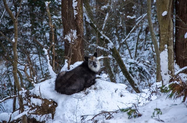 A wild serow sitting in a snowy Japanese woodland area.