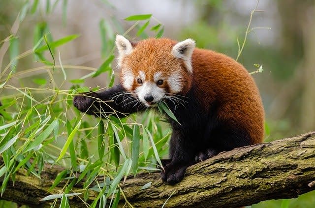 A red panda perching on a branch and eating leaves.