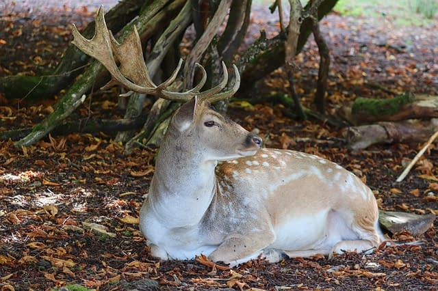 A wild sika deer lying on the ground next to a tree.