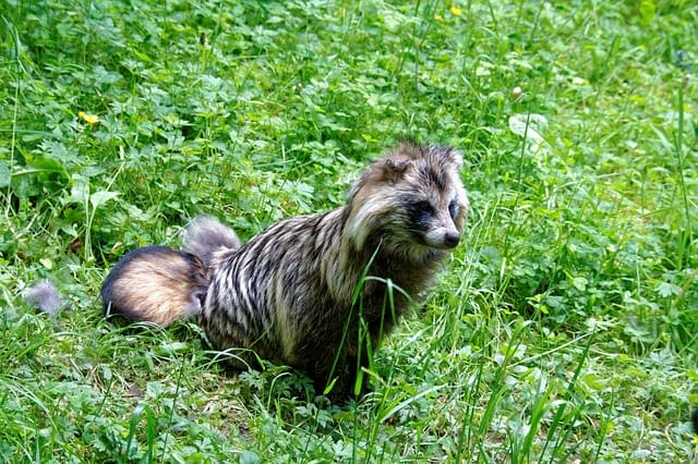 A wild Japanese racoon dog sitting patiently in a field.