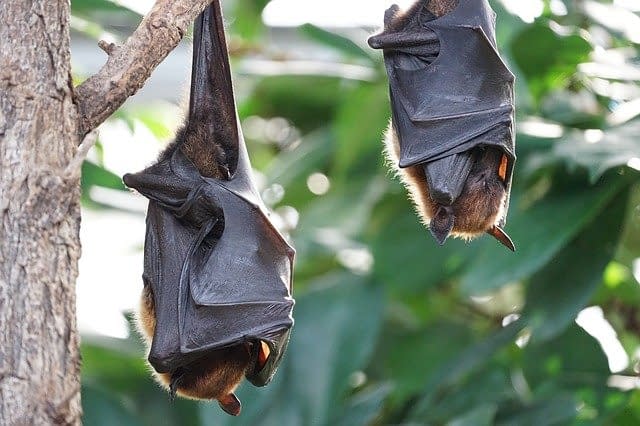 Two Japanese flying fox bats sleeping whilst hanging from a tree branch.