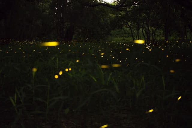 Fireflies lighting up a dark summer night in Japan.