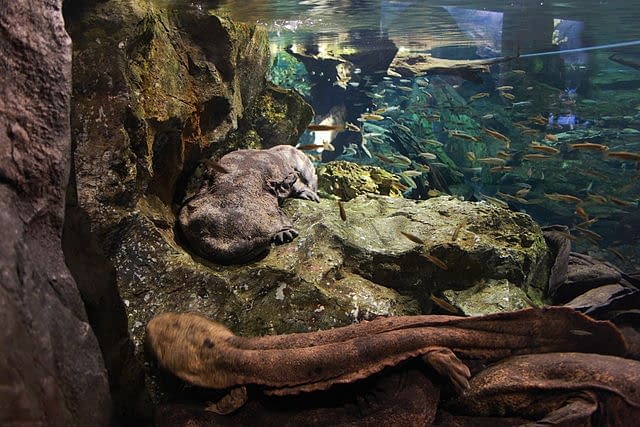 Two giant salamanders swimming around in an aquarium.