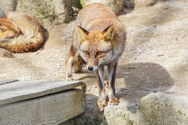 A wild Japanese fox stood on a rock staring into the distance.