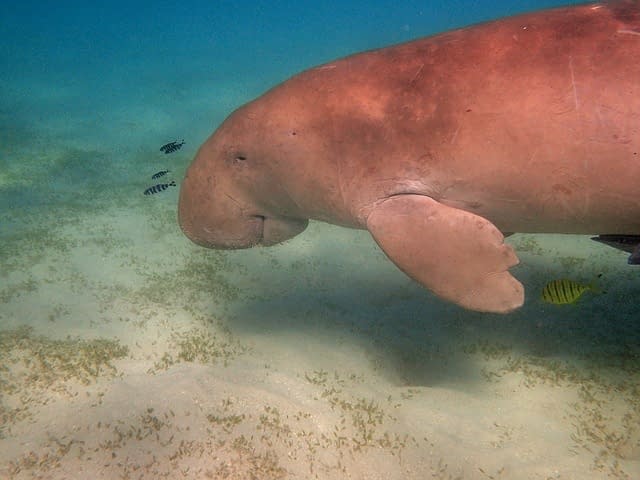 A wild Dugong eating seagrass from the seafloor.