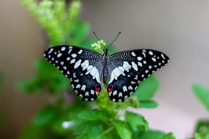 a butterfly spreading its wings whilst perched on a branch