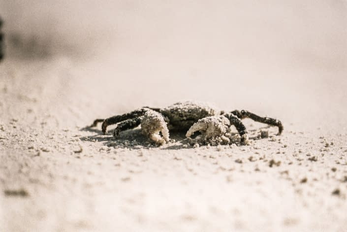 a crab on a sandy beach