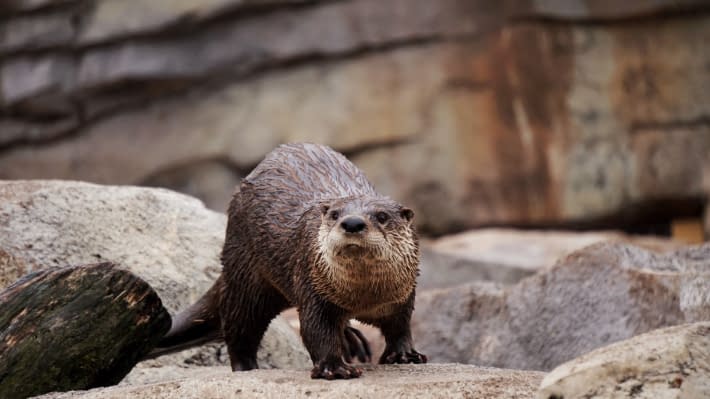 an otter surrounded by rocks
