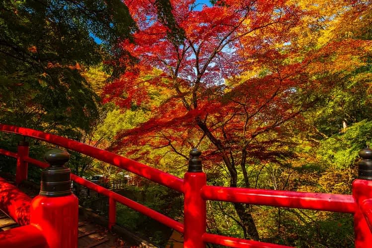 A bridge in Gunma, Japan with traditional red colour, and autumnal foliage and a blue sky in the background