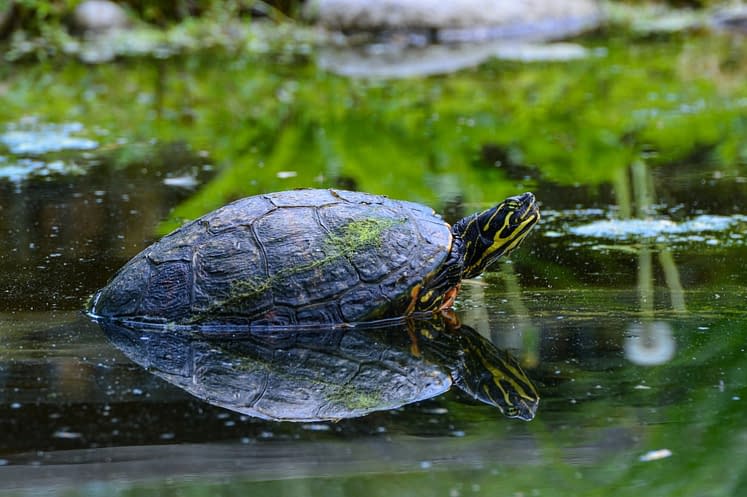 a turtle entering a body of water surrounded by grass