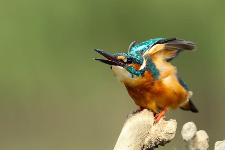 a kingfisher perched on the end of a branch tweeting