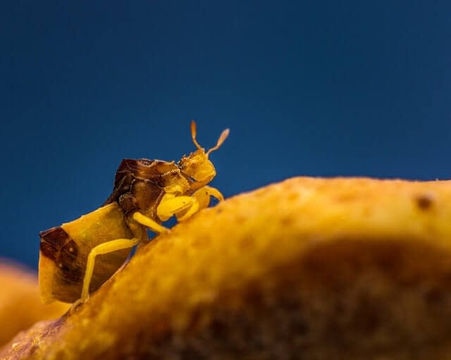An image of a parasite under a microscope